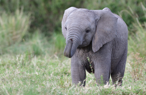アフリカゾウを保護するためのご支援のお願い｜NPO法人アフリカゾウの涙